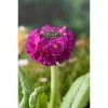 Primula denticulata 'Deep Rose' | 2L Pot 2 Primula denticulata 'Deep Rose' | 2L Pot -Camellia - shop PL503717 main c867