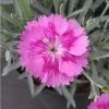 Dianthus 'Alpine Pink Aztec Star' | 10.5cm Pot 1 Dianthus 'Alpine Pink Aztec Star' | 10.5cm Pot -Camellia - shop PL503899 main a3de