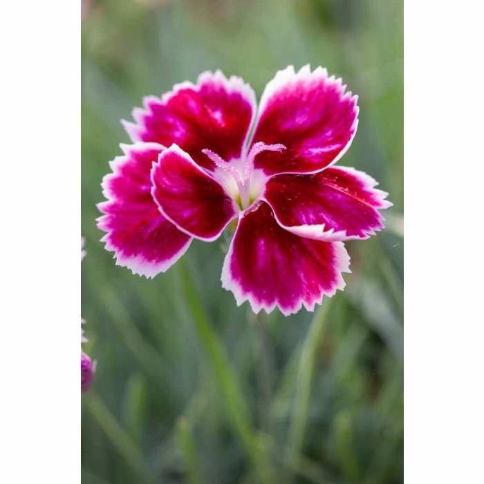 Dianthus 'Alpine Pink Flutterburst' | 10.5cm Pot 3 Dianthus 'Alpine Pink Flutterburst' | 10.5cm Pot