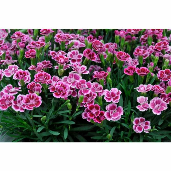 Dianthus 'Pink Kisses' | 1L Pot 3 Dianthus 'Pink Kisses' | 1L Pot