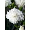 Dianthus Scented 'Memories' | 10.5cm Pot 2 Dianthus Scented 'Memories' | 10.5cm Pot -Camellia - shop PL503903 480c
