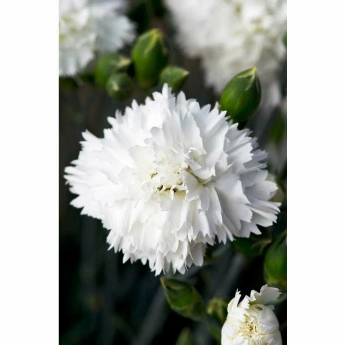 Dianthus Scented 'Memories' | 10.5cm Pot 3 Dianthus Scented 'Memories' | 10.5cm Pot