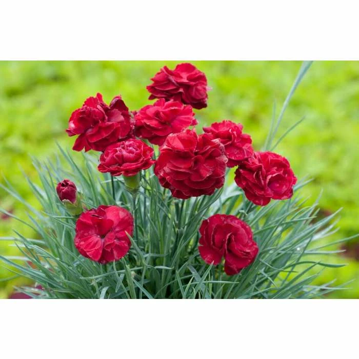 Dianthus Scented 'Passion' | 10.5cm Pot 3 Dianthus Scented 'Passion' | 10.5cm Pot