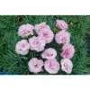 Dianthus Scented 'Tickled Pink' | 10.5cm Pot 1 Dianthus Scented 'Tickled Pink' | 10.5cm Pot -Camellia - shop PL503905 3361