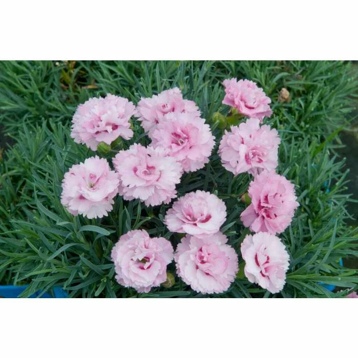 Dianthus Scented 'Tickled Pink' | 10.5cm Pot 3 Dianthus Scented 'Tickled Pink' | 10.5cm Pot