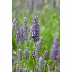 Lavender 'Blue Spear' | 10.5cm Pot