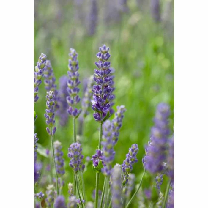 Lavender 'Blue Spear' | 10.5cm Pot 3 Lavender 'Blue Spear' | 10.5cm Pot