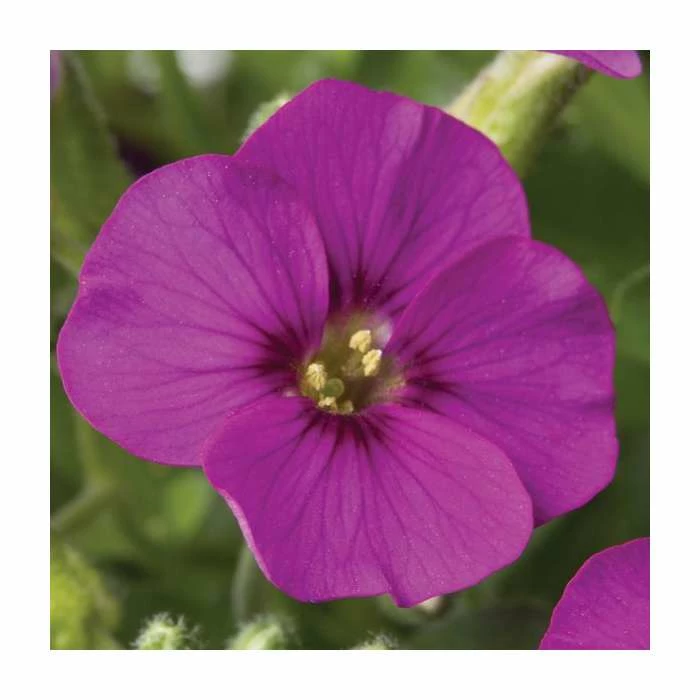 Aubrietia 'Rose Red' | 10.5cm Pot 3 Aubrietia 'Rose Red' | 10.5cm Pot