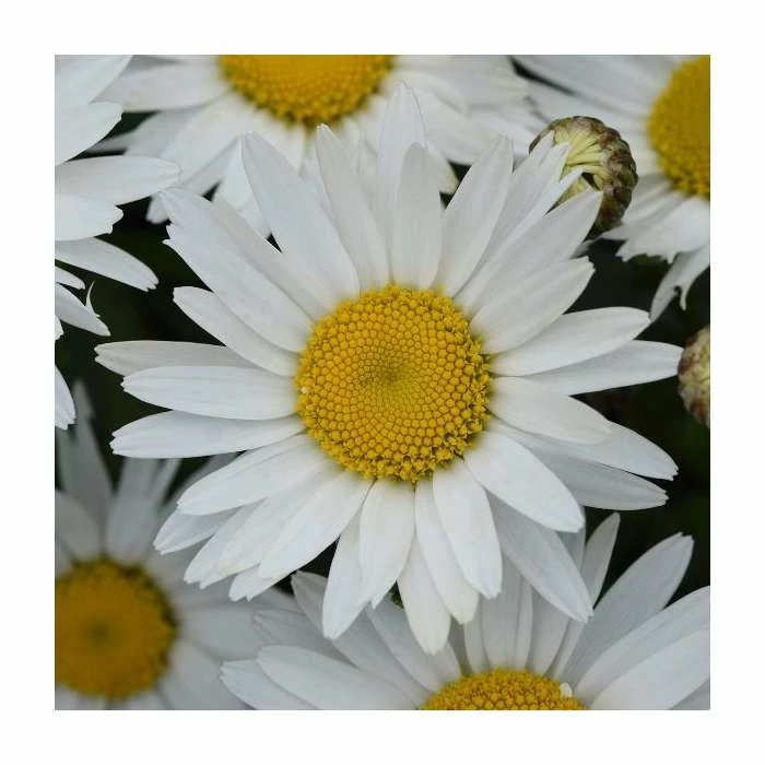 Leucanthemum 'Madonna' | 10.5cm Pot 3 Leucanthemum 'Madonna' | 10.5cm Pot