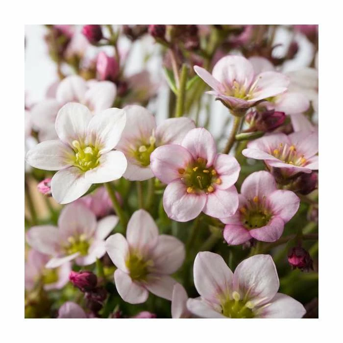 Saxifrage x arendsii Ice Colours 'Pearl White' | 10.5cm Pot 3 Saxifrage x arendsii Ice Colours 'Pearl White' | 10.5cm Pot