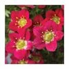 Saxifrage x arendsii 'Red Pixie Pan' | 10.5cm Pot 2 Saxifrage x arendsii 'Red Pixie Pan' | 10.5cm Pot -Camellia - shop PL50801 main image e38f