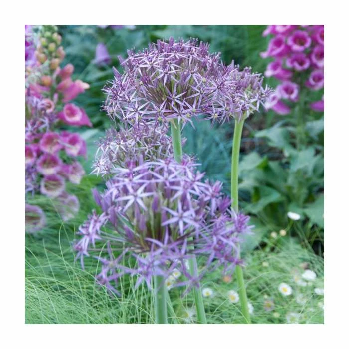 Allium christophii | 10.5cm Pot 3 Allium christophii | 10.5cm Pot