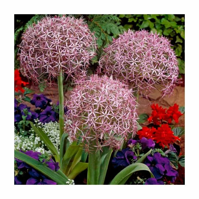 Allium christophii | 10.5cm Pot 4 Allium christophii | 10.5cm Pot - Image 2
