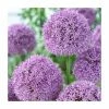 Allium Gladiator | 13cm Pot 2 Allium Gladiator | 13cm Pot -Camellia - shop PL52050 main image ad0c