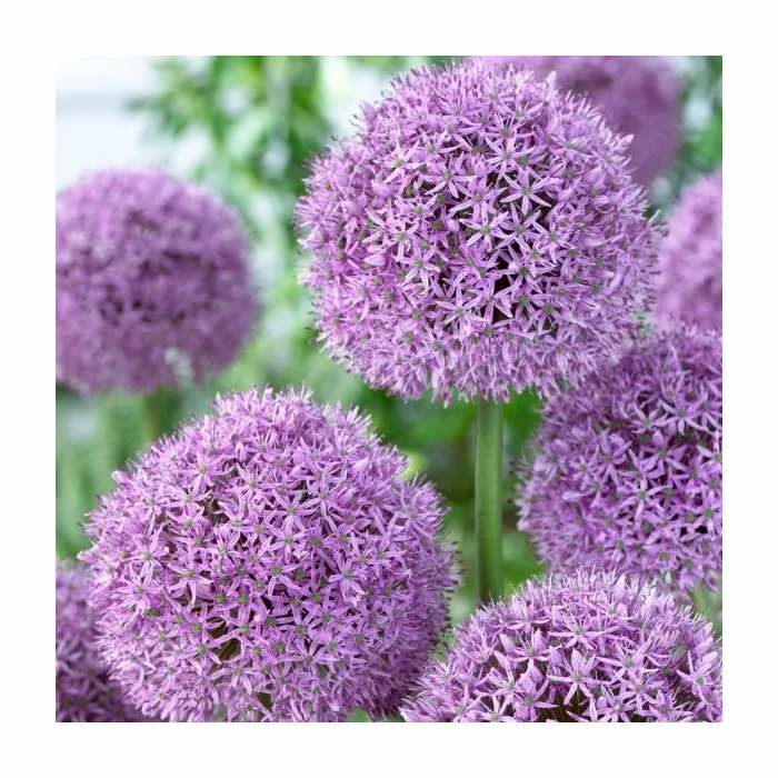 Allium Gladiator | 13cm Pot 3 Allium Gladiator | 13cm Pot