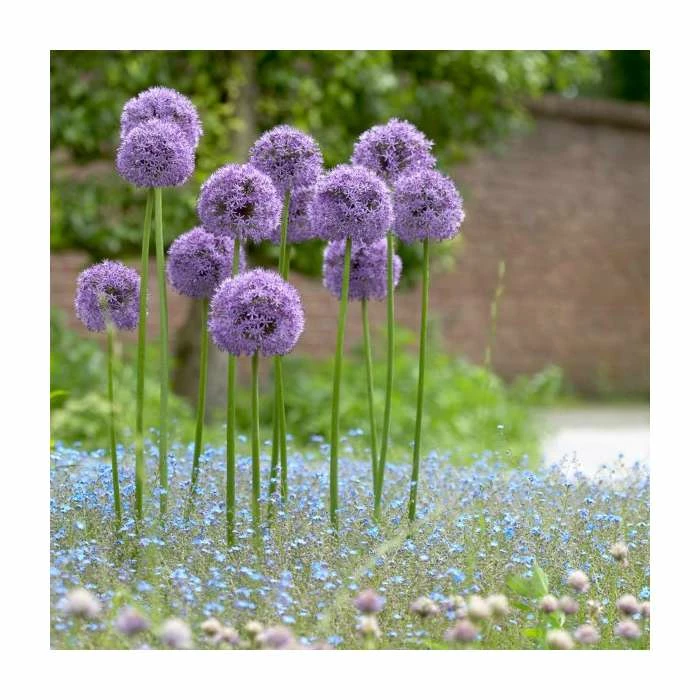 Allium Gladiator | 13cm Pot 4 Allium Gladiator | 13cm Pot - Image 2