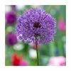 Allium 'Purple Sensation' | 13cm Pot 1 Allium 'Purple Sensation' | 13cm Pot -Camellia - shop PL52051 main image 014a