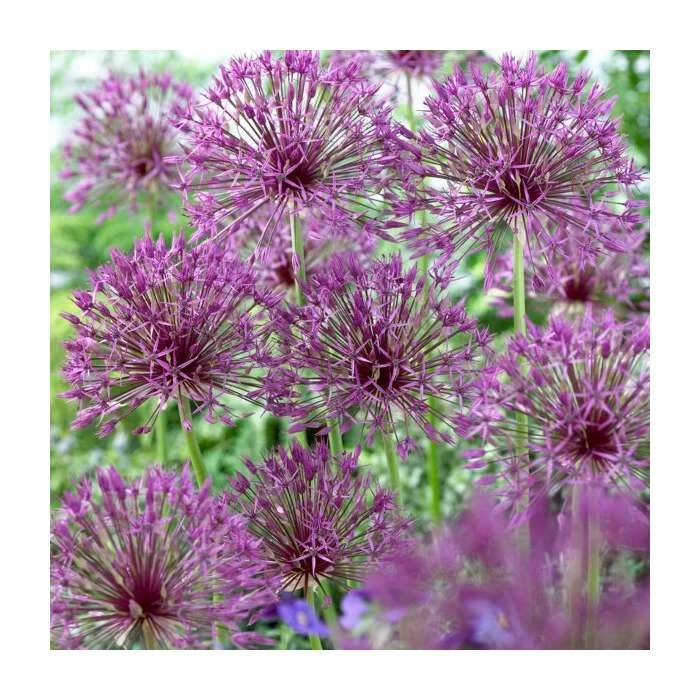 Allium 'Purple Rain' | 13cm Pot 3 Allium 'Purple Rain' | 13cm Pot