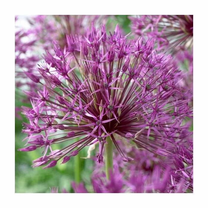 Allium 'Purple Rain' | 13cm Pot 4 Allium 'Purple Rain' | 13cm Pot - Image 2
