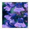 Penstemon 'Heavenly Blue' | 2L Pot 1 Penstemon 'Heavenly Blue' | 2L Pot -Camellia - shop PL52085 main image a592