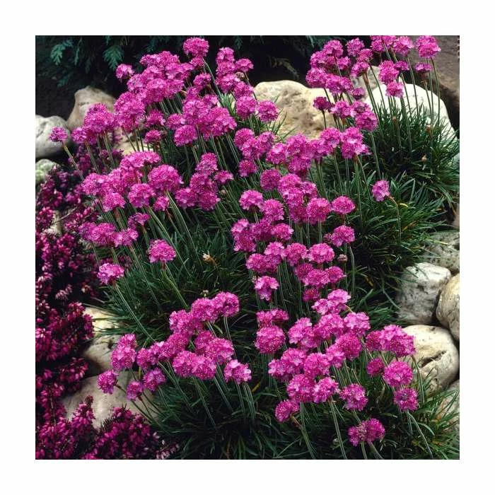 Armeria maritima 'Splendens' | Sea Thrift | 10.5cm Pot 4 Armeria maritima 'Splendens' | Sea Thrift | 10.5cm Pot - Image 2