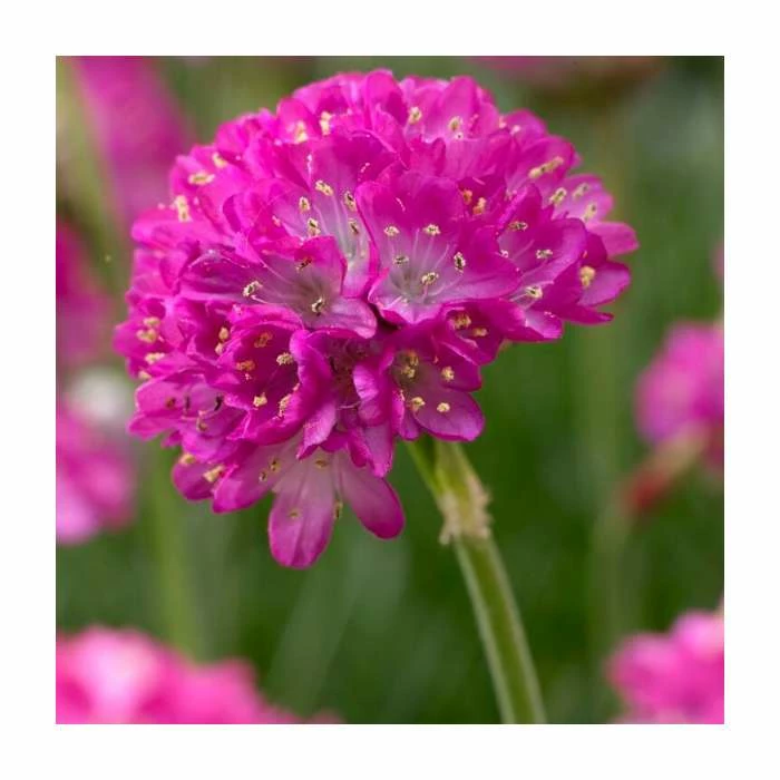Armeria maritima 'Splendens' | Sea Thrift | 10.5cm Pot 3 Armeria maritima 'Splendens' | Sea Thrift | 10.5cm Pot