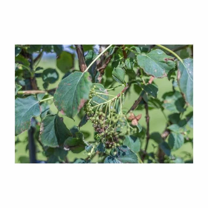 4ft Hydrangea Trellis | 18L Trough | Hydrangea petiolaris 4 4ft Hydrangea Trellis | 18L Trough | Hydrangea petiolaris - Image 2