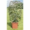 4ft Hydrangea Trellis | 18L Trough | Hydrangea petiolaris 2 4ft Hydrangea Trellis | 18L Trough | Hydrangea petiolaris -Camellia - shop PL800218L main image be27