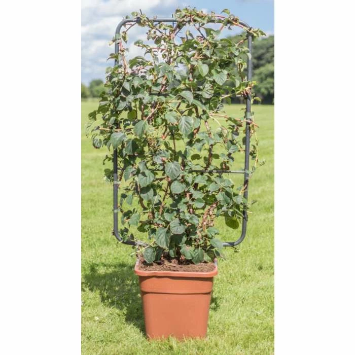 4ft Hydrangea Trellis | 18L Trough | Hydrangea petiolaris 3 4ft Hydrangea Trellis | 18L Trough | Hydrangea petiolaris