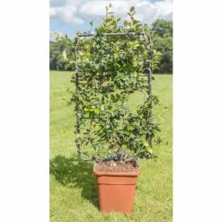 Star Jasmine | Trachelospermum jasminoides 8 Star Jasmine | Trachelospermum jasminoides -Camellia - shop PL800718L add image 1 81ad