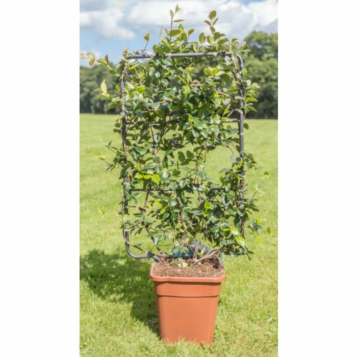 Star Jasmine | Trachelospermum jasminoides 4 Star Jasmine | Trachelospermum jasminoides - Image 3