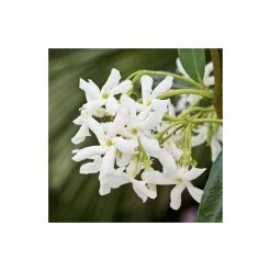 Star Jasmine | Trachelospermum jasminoides 9 Star Jasmine | Trachelospermum jasminoides -Camellia - shop PL800718L add image 2 1434