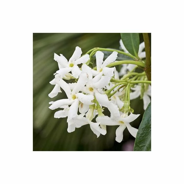 Star Jasmine | Trachelospermum jasminoides 5 Star Jasmine | Trachelospermum jasminoides - Image 4