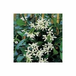 Star Jasmine | Trachelospermum jasminoides 10 Star Jasmine | Trachelospermum jasminoides -Camellia - shop PL800718L add image 3 9cd1