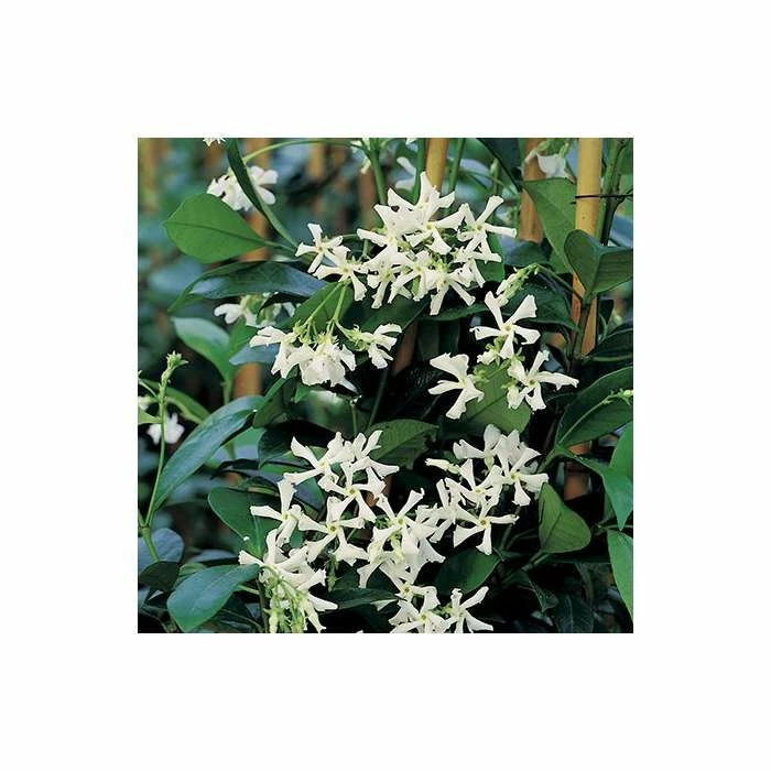 Star Jasmine | Trachelospermum jasminoides 6 Star Jasmine | Trachelospermum jasminoides - Image 5