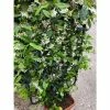 Star Jasmine | Trachelospermum jasminoides 2 Star Jasmine | Trachelospermum jasminoides -Camellia - shop PL800718L main image 2298