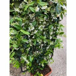 Star Jasmine | Trachelospermum jasminoides
