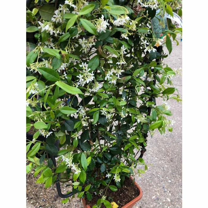 Star Jasmine | Trachelospermum jasminoides 2 Star Jasmine | Trachelospermum jasminoides