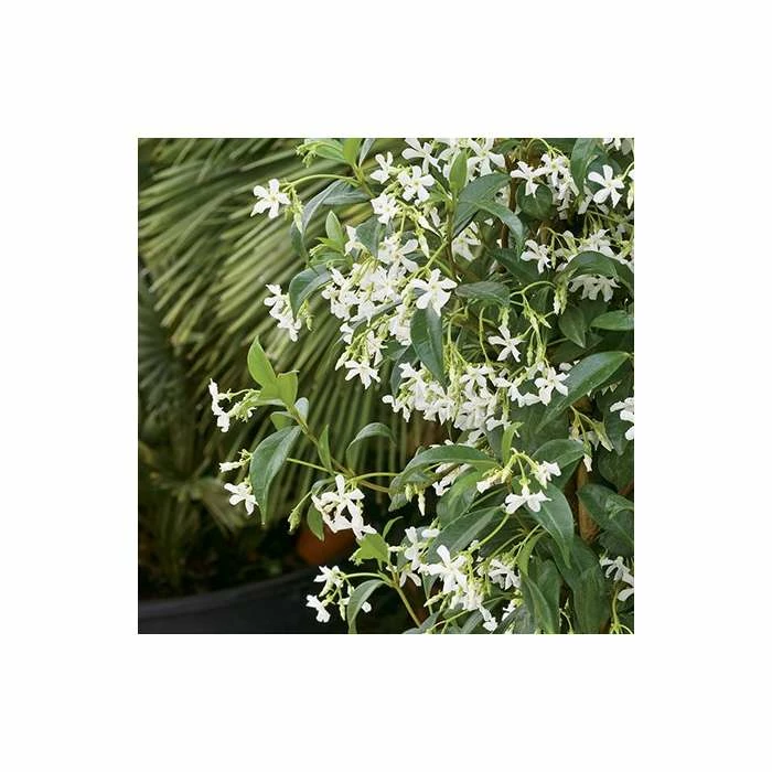 Star Jasmine | Trachelospermum jasminoides 3 Star Jasmine | Trachelospermum jasminoides - Image 2