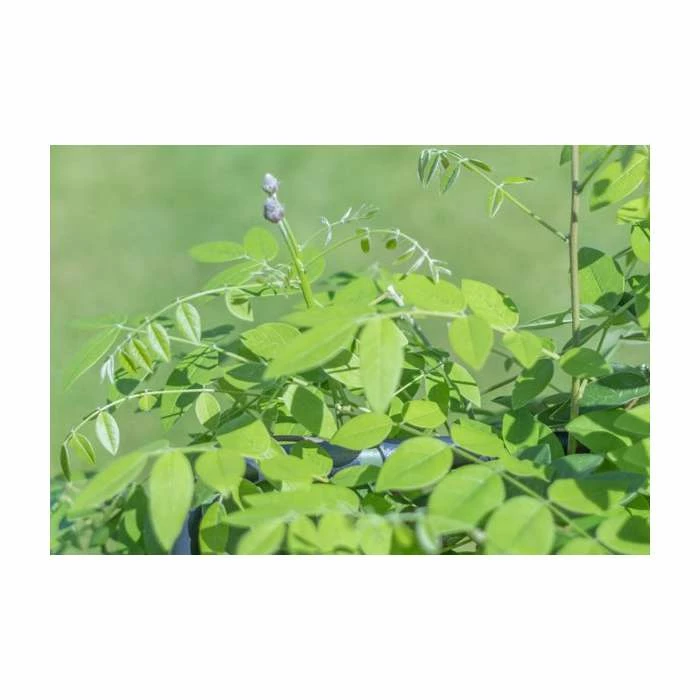 4ft Wisteria Trellis | 18L Trough | Wisteria Floribunda 'Black Dragon' 4 4ft Wisteria Trellis | 18L Trough | Wisteria Floribunda 'Black Dragon' - Image 2