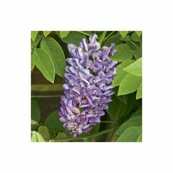 4ft Wisteria Trellis | 18L Trough | Wisteria Floribunda 'Black Dragon' 7 4ft Wisteria Trellis | 18L Trough | Wisteria Floribunda 'Black Dragon' -Camellia - shop PL800818L add image 2 0460