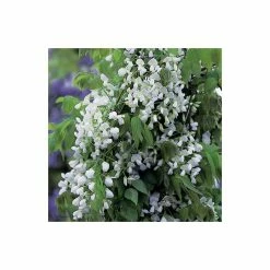 4ft Wisteria Trellis | 18L Trough | Wisteria brachybotrys 'Shiro|Kapitan' 8 4ft Wisteria Trellis | 18L Trough | Wisteria brachybotrys 'Shiro|Kapitan' -Camellia - shop PL800918L add image 2 3608