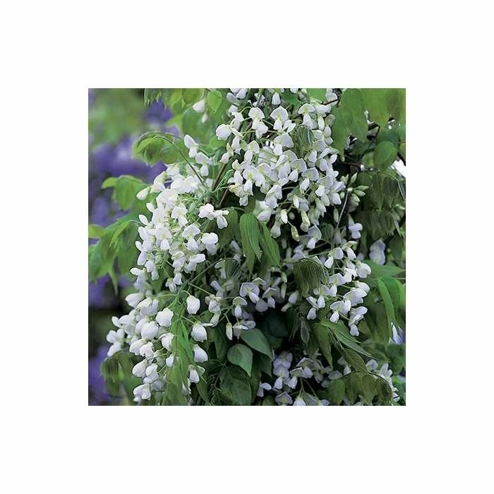 4ft Wisteria Trellis | 18L Trough | Wisteria brachybotrys 'Shiro|Kapitan' 5 4ft Wisteria Trellis | 18L Trough | Wisteria brachybotrys 'Shiro|Kapitan' - Image 3