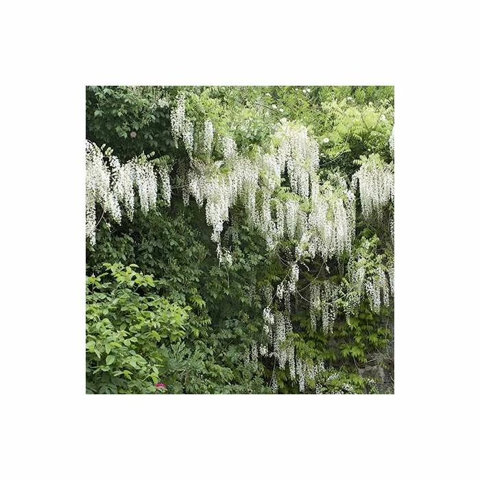 4ft Wisteria Trellis | 18L Trough | Wisteria brachybotrys 'Shiro|Kapitan' 6 4ft Wisteria Trellis | 18L Trough | Wisteria brachybotrys 'Shiro|Kapitan' - Image 4