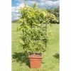 4ft Wisteria Trellis | 18L Trough | Wisteria brachybotrys 'Shiro|Kapitan' -Camellia - shop PL800918L main image e76a