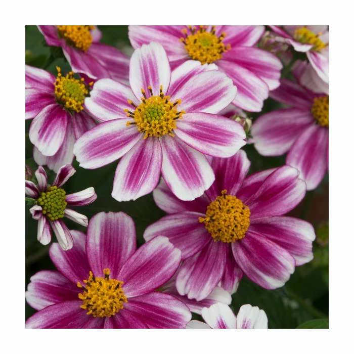 Bidens 'Firelight' | Pack of 5 Plug Plants 3 Bidens 'Firelight' | Pack of 5 Plug Plants