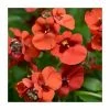 Diascia 'Diamond Dark Orange' | Pack of 5 Plug Plants 2 Diascia 'Diamond Dark Orange' | Pack of 5 Plug Plants -Camellia - shop PL9032SPX5 main image 0794