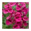 Diascia 'Diamond Fuchsia' | Pack of 5 Plug Plants -Camellia - shop PL9033SPX5 main image 413b