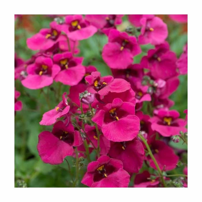 Diascia 'Diamond Fuchsia' | Pack of 5 Plug Plants 3 Diascia 'Diamond Fuchsia' | Pack of 5 Plug Plants