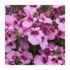 Diascia 'Diamond Pink' | Pack of 5 Plug Plants 1 Diascia 'Diamond Pink' | Pack of 5 Plug Plants -Camellia - shop PL9034SPX5 main image 50bb